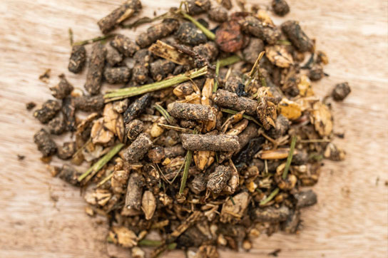 Fütterung im Fellwechsel