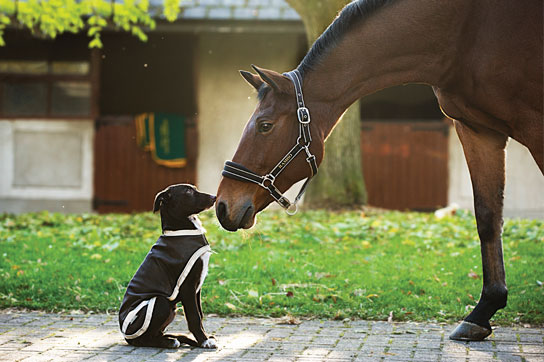 Hund im Stall? Auf jeden Fall.